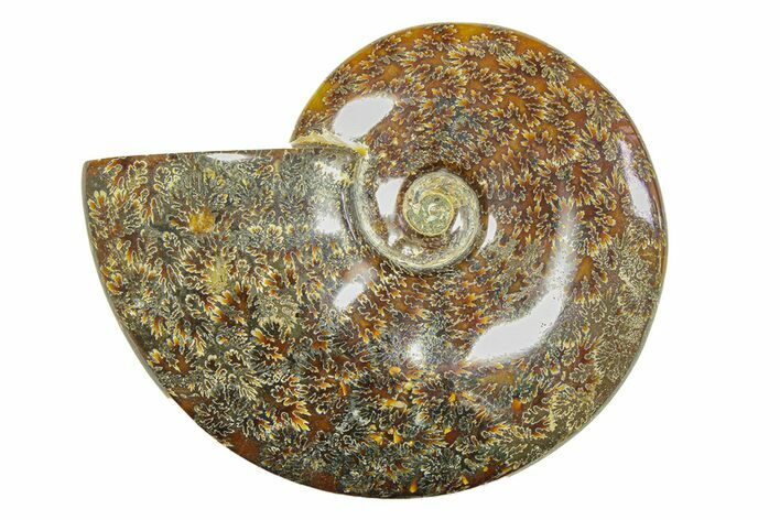 Polished Ammonite (Cleoniceras) Fossil - Madagascar #283419